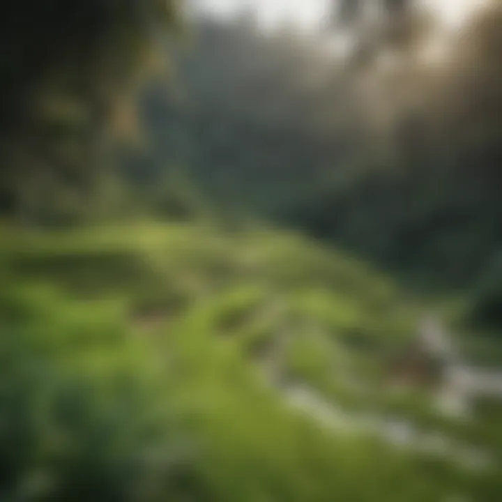 Lush Greenery of Ubud Rice Terraces