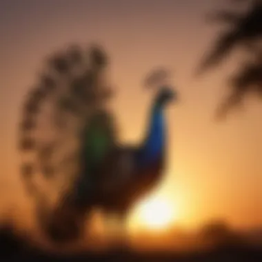 Peacock Silhouette Against a Setting Sun