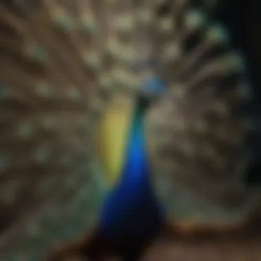 Vibrant Peacock Displaying its Plumage